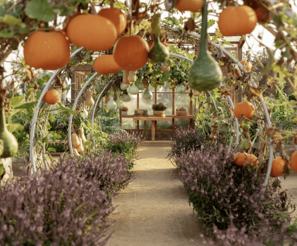 pumpkins hanging in cornerstone garden